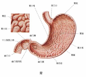 胃潰瘍的發(fā)病因素有哪些