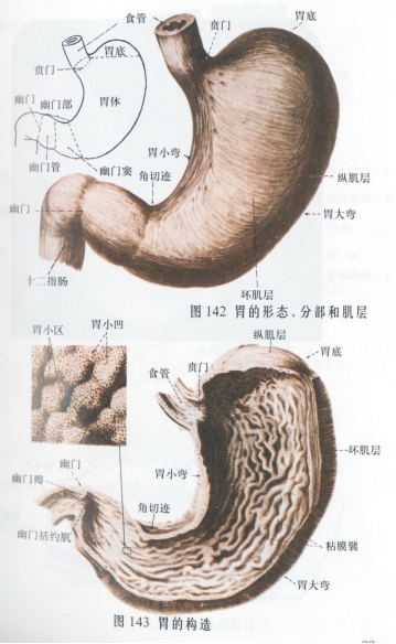 中西結合科開創(chuàng)難治性胃病中醫(yī)特色治療方法